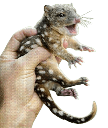 hand holding baby beast - Free PNG