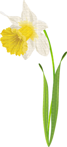 Narcissus   Bb2 - Free PNG