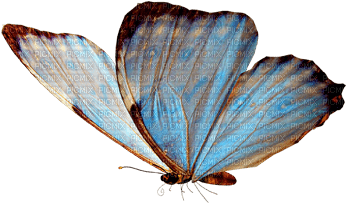Butterfly ♫{By iskra.filcheva}♫ - png grátis