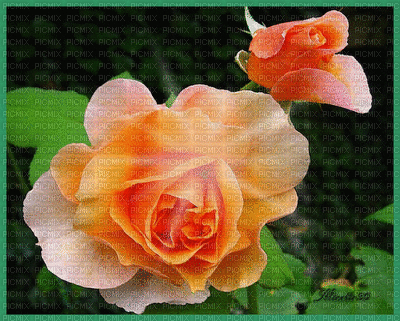rosa - Gratis animeret GIF