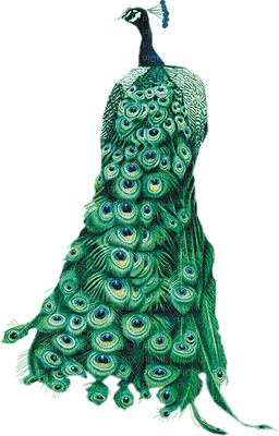 Peacock bp - zadarmo png