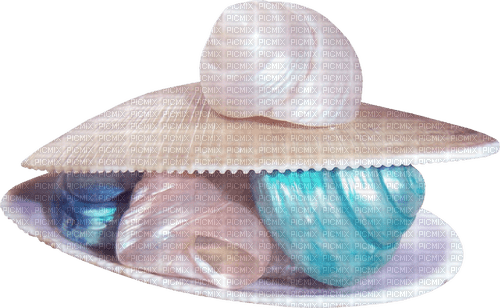 seashells Bb2 - png gratis