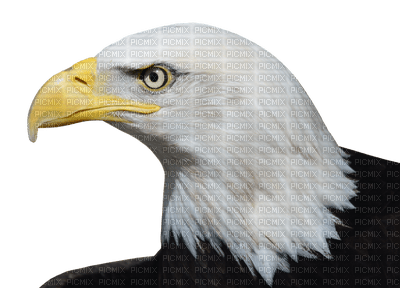 eagle bp - PNG gratuit