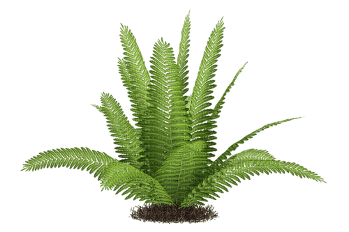 kikkapink tropical plant summer deco - ücretsiz png