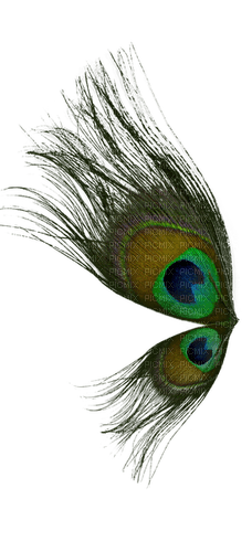 Peacock feathers - kostenlos png