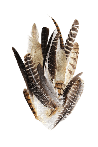 eagle feathers - Free PNG