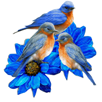 oiseaux bleus gif - Free animated GIF