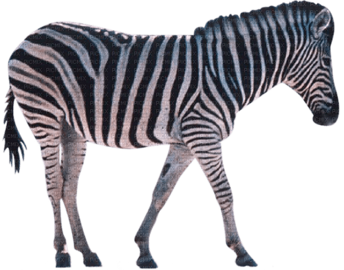 zebre - besplatni png