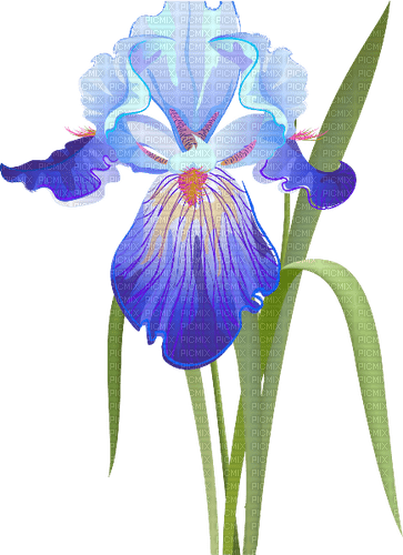 Iris  Bb2 - png grátis