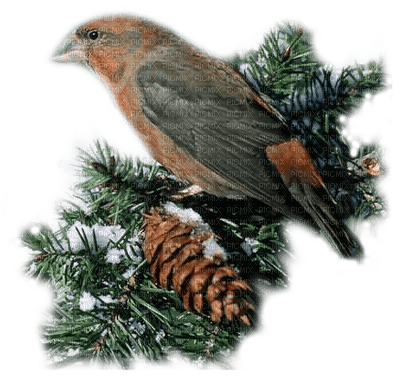 loly33 oiseaux hiver - 免费PNG