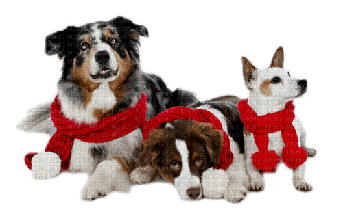 dogs  by nataliplus - zdarma png