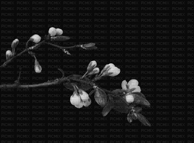 fiore - Δωρεάν κινούμενο GIF
