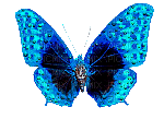 butterflies katrin - 無料のアニメーション GIF