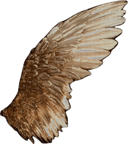 gold wing - PNG gratuit