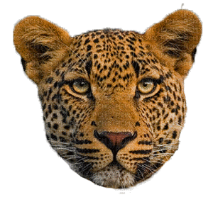 cheetah bp - GIF animate gratis