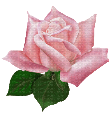 rose blanche - Animovaný GIF zadarmo