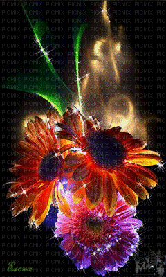 MMarcia gif flores reflexo fundo - Free animated GIF
