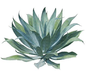 succulent plants bp - png gratis