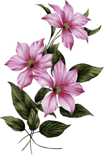 Цветы - nemokama png