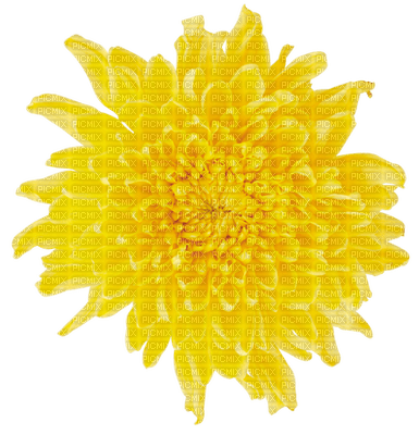 Kaz_Creations Deco Flowers Dandelion Flower - png grátis