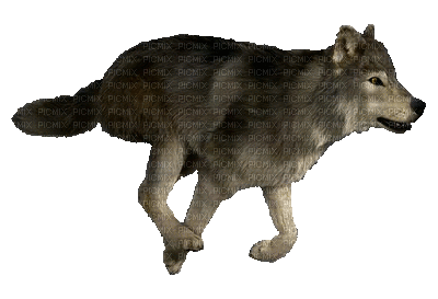 wolf -Nitsa - Besplatni animirani GIF