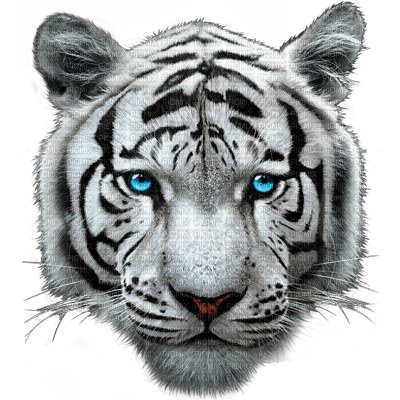 White Tiger - nemokama png