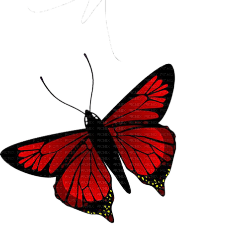 Papillon - kostenlos png