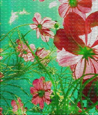цветы - 免费动画 GIF