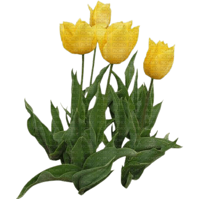 tulips - zdarma png