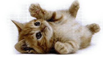 Kaz_Creations  Animals Cat Kitten - ücretsiz png