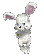 ani-  bunny-  hare - Gratis animeret GIF