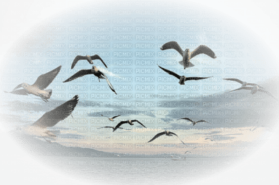 paisaje aves - PNG gratuit