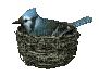 Animated Blue Bird in a Nest - Free animated GIF