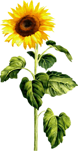 Sunflower.Brown.Yellow - nemokama png