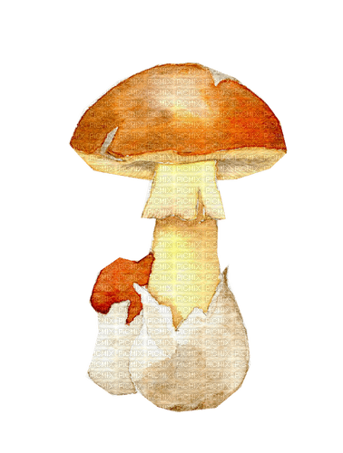 champignon - kostenlos png