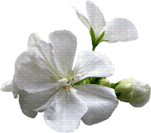 flower White Teeh .•´✿• - PNG gratuit