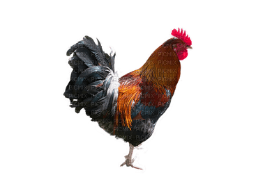 kana, kotieläin, domestic animal - ilmainen png