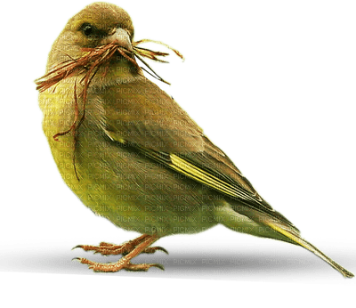 green-bird-deco-minou52 - PNG gratuit