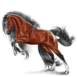 brown stallion - kostenlos png