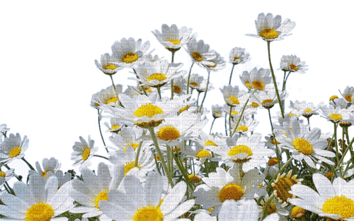 Цветы - darmowe png