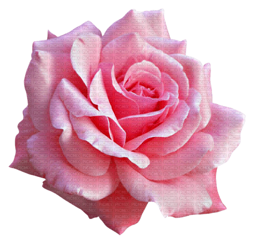 Rose.Pink - PNG gratuit