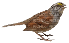 bird gif - Безплатен анимиран GIF