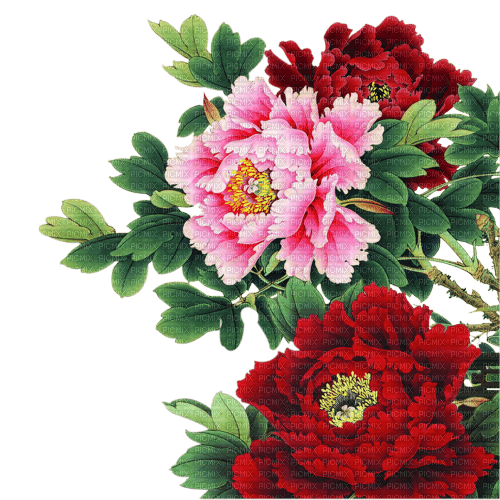 blommor--flowers - png grátis