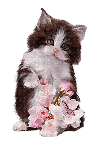 loly33 chat fleur aquarelle - darmowe png
