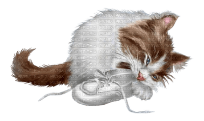 chaton et chausson - PNG gratuit