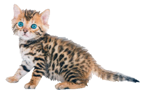 Kitten with Spots - GIF animé gratuit