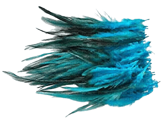 blue feathers - besplatni png