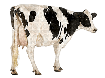 cow kuh rind vache animal farm - 免费PNG