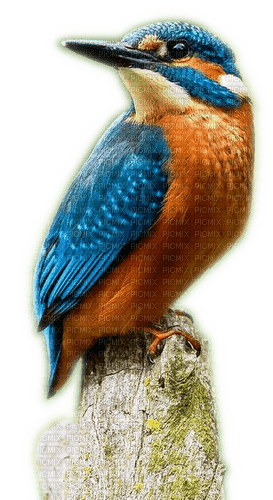 Rena Vogel Eisvogel Bird Animal - png gratis
