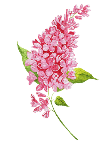 aquarelle,  fleur, Orabel - png grátis